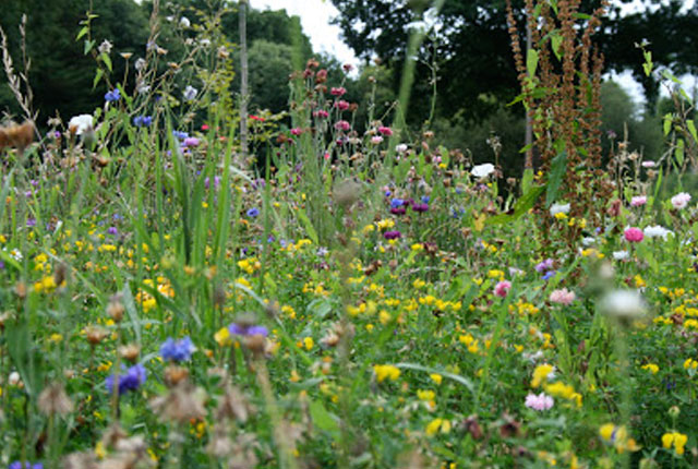 Read more about the article Patchwork plants