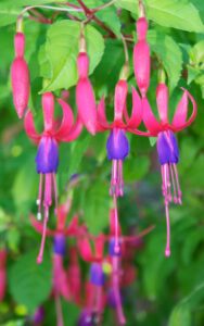 Read more about the article Summer garden