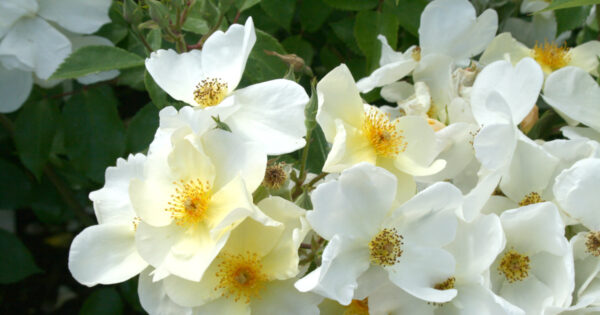 Read more about the article Working on personal sustainability in 2016