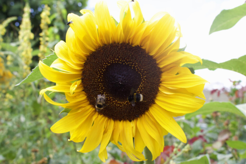 Two bees on a sunflower